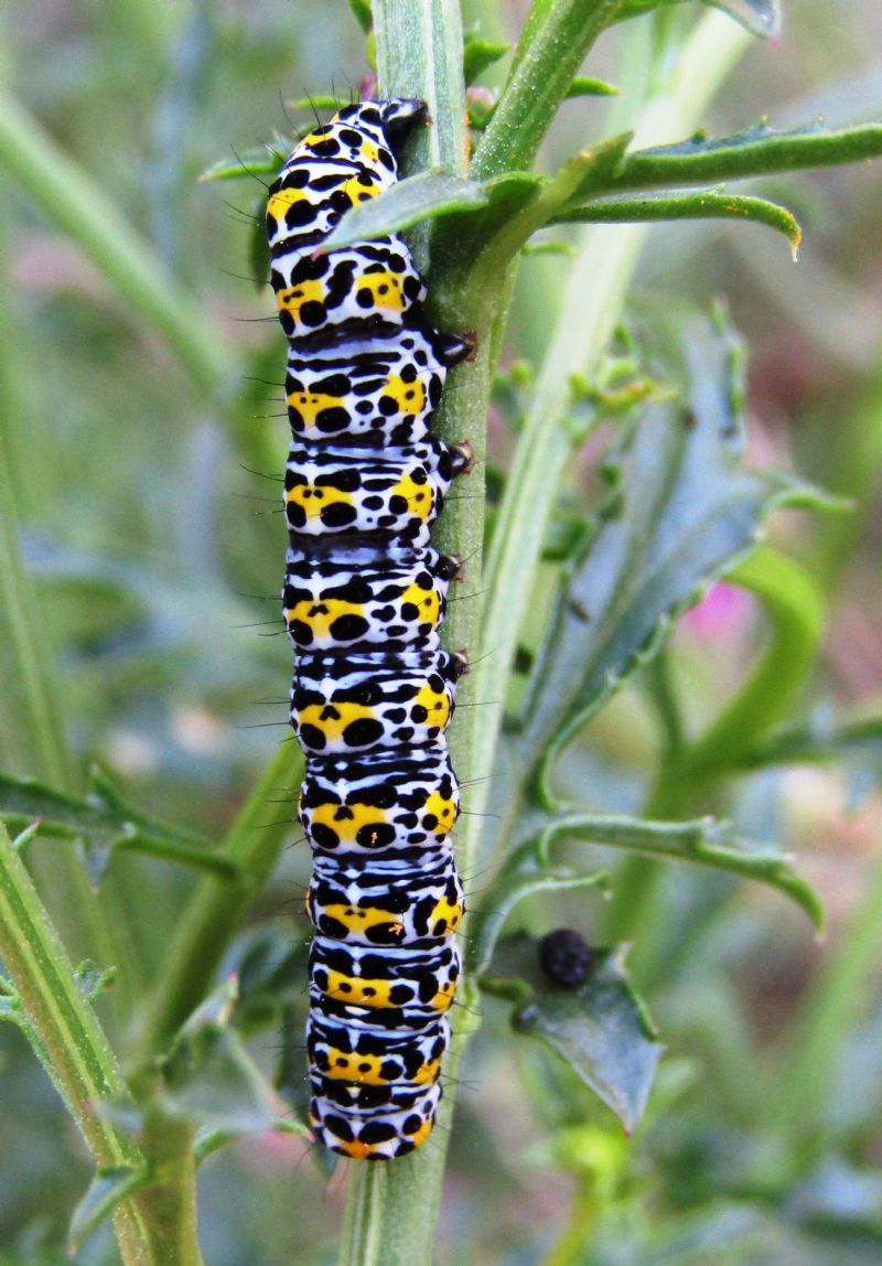 Cucullie sarde 3 - Cucullia scrophulariae ([DENIS & SCHIFFERMLLER], 1775)